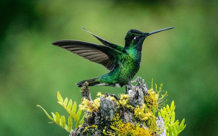 Representative image of a hummingbird.