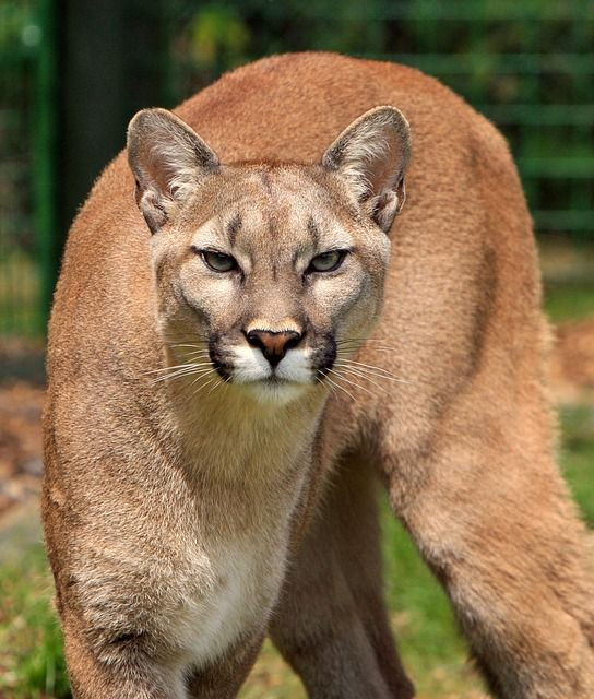 Cougar