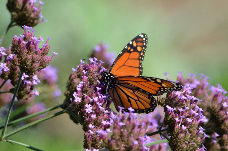 Pictured: Representative image of a Monarch Butterfly.