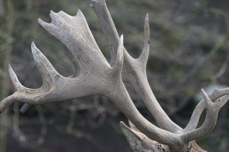 Antlers serve different purposes, from competition to gathering food sources. 
