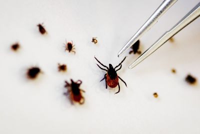 This photo taken at the Dutch National Institute for Public Health and the Environment (RIVM) in Bilthoven shows tick specimens used for a study on the new TBE tick virus, on August 18, 2016.