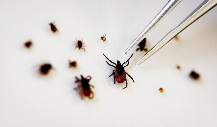 This photo taken at the Dutch National Institute for Public Health and the Environment (RIVM) in Bilthoven shows tick specimens used for a study on the new TBE tick virus, on August 18, 2016.