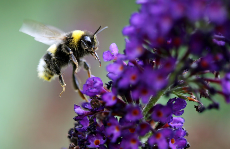 A bumblebee is pictured in Essen, Germany, July 18, 2016.