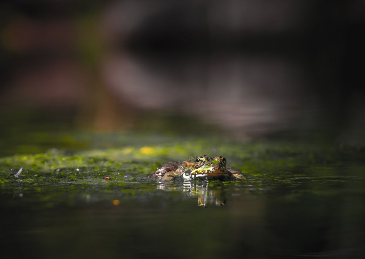 Representative image of a frog.