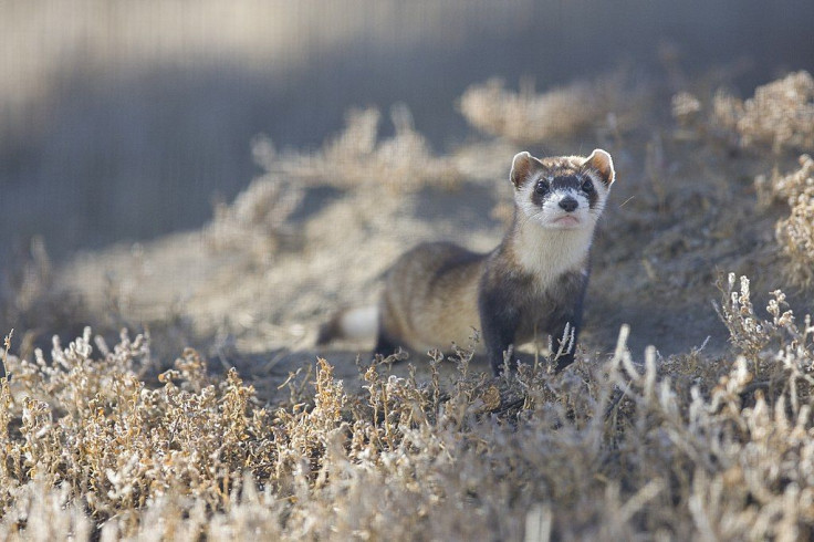 This photo was taken at the Black-Footed Ferret Recovery Program in Colorado. The black-footed ferret is considered to be the rarest mammal in North America.