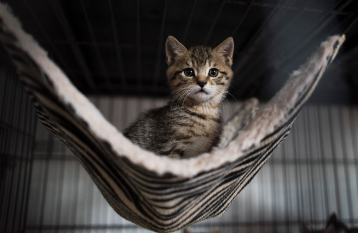 A kitten sits in his enclosure at a Buddhist temple in the suburbs of Shanghai, Dec. 3, 2015.