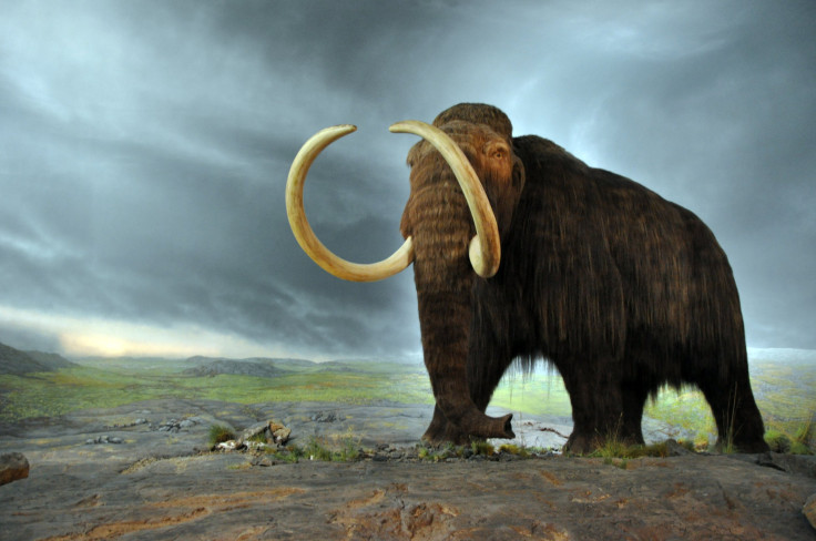 Woolly mammoths roamed the Earth starting 200,000 years ago. The last known population of woolly mammoth was a small group in Alaska that died off around 4,400 BC. 