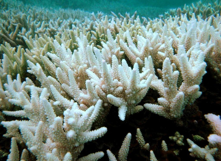 The Great Barrier Reef has now suffered three mass coral bleaching events in the past five years, losing half its corals since 1995