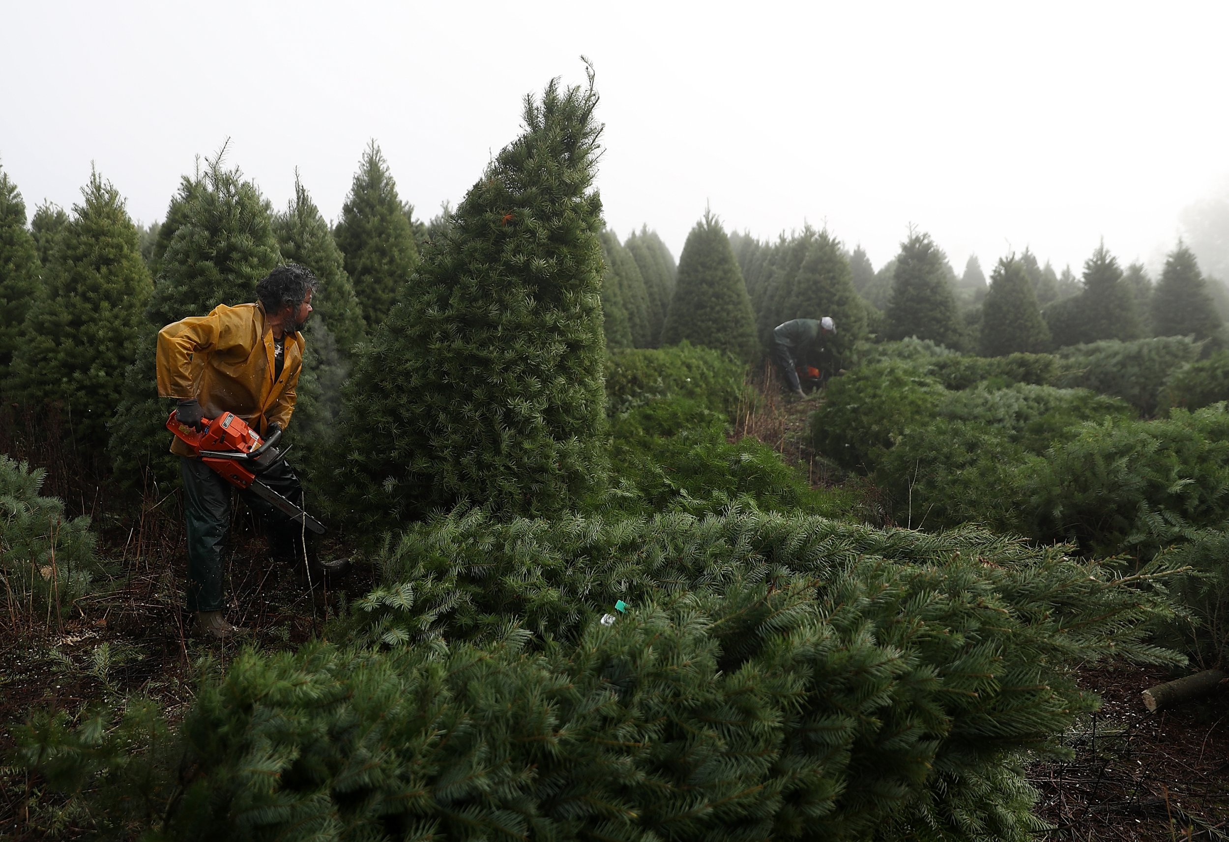 Christmas Tree Shortages Plague The Holiday Season