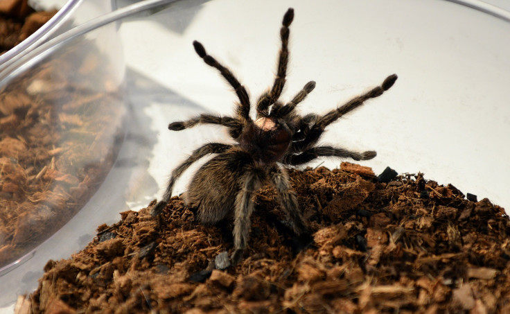 A tarantula sits in a bowl during a media preview for 'Spiders Alive' at the American Museum of Natural History in New York, July 1, 2014. 