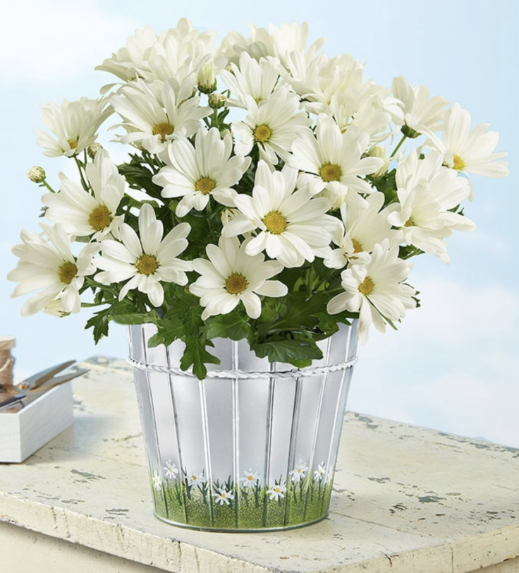 The Happy Daisy is perfect gift to cheer someone up.