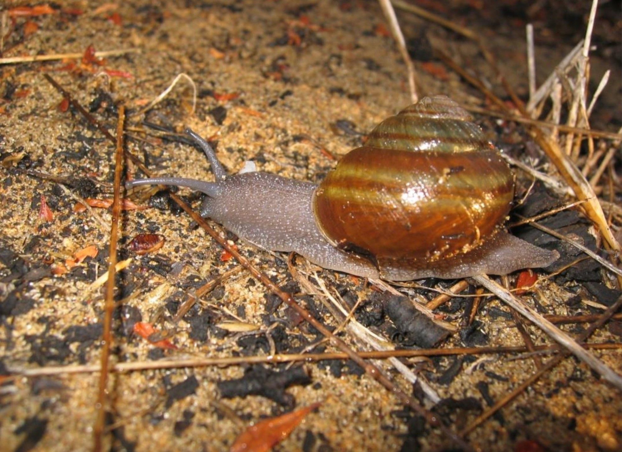 Rare California Snail Inching Toward Recovery, Reclassified From