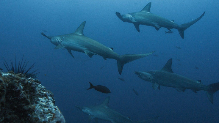 Representative image of hammerhead sharks.