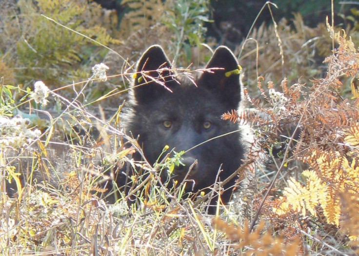 Pictured: Imnaha pack, wolf, Oregon.
