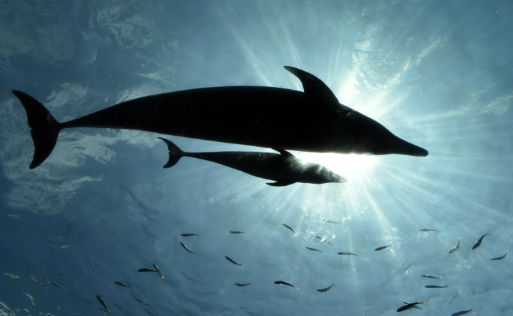 A baby bottlenose dolphin swims beside his mother at the Hakkeijima Sea Paradise aquarium in Yokohama, suburban Tokyo on July 20, 2015. Five California dolphins, including one bottlenose, recently washed ashore the California coastline. 