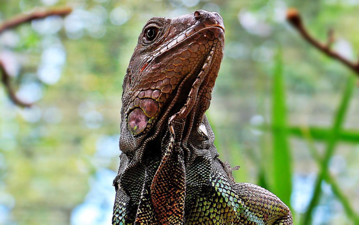 Pictured: Representative image of an iguana.