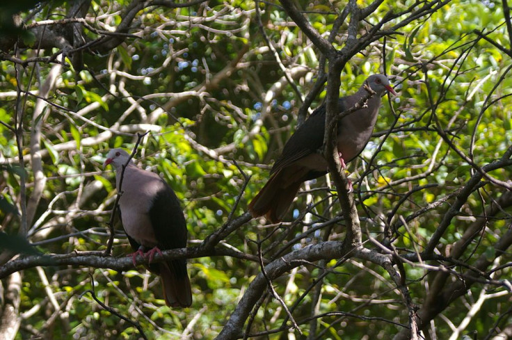 Photo of a pair of pink pigeons from Ile aux Aigrettes near Mahebourg Mauritius. Taken by Darren Hughes July 2007.