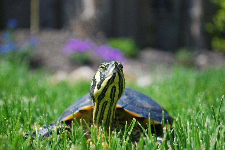 Pictured: Representative image of a pet turtle.