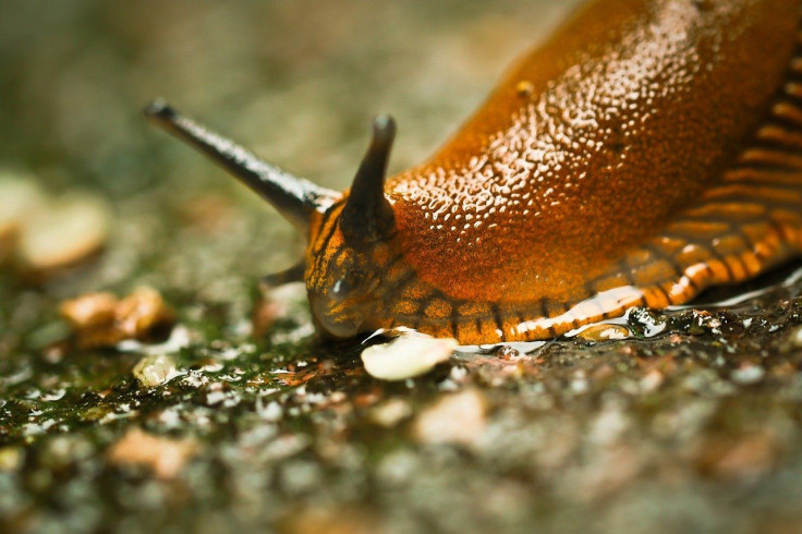 Pictured: Representative image of a slug or snail. 