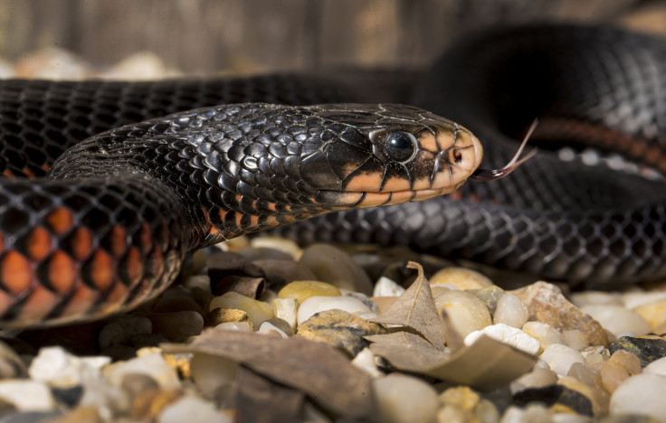 A Red-bellied Black Snake showing its tongue.