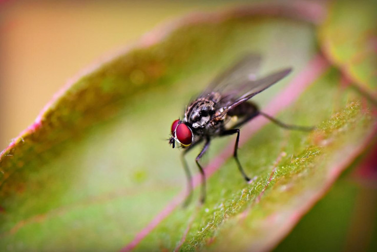 Representative image of a fly.