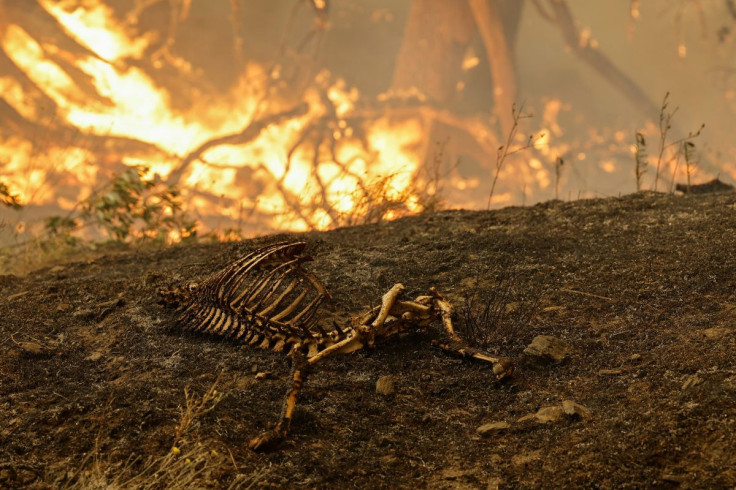 The remains of an animal is seen as McKinney Fire burns near Yreka, California, U.S., July 30, 2022.