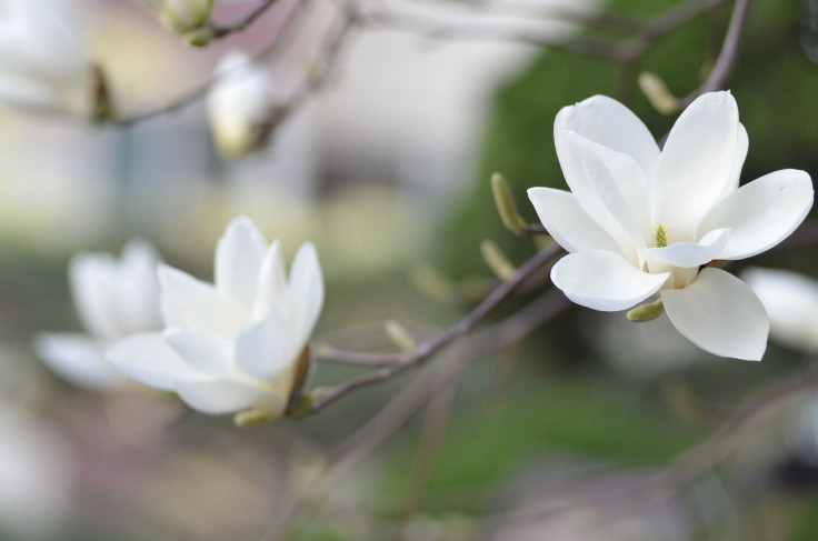 Representative image of magnolia flowers.
