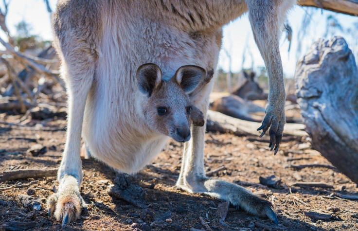 Baby kangaroos, known as joeys, stay inside their mothers' pouches for months before they are grown enough to leave.