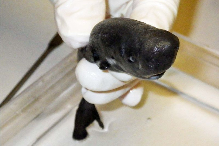 The glowing fluid from the tiny pocket gland of the American pocket shark helps attract prey. Scientists found the male kitefin shark in 2010 while studying sperm whales in the Gulf of Mexico.