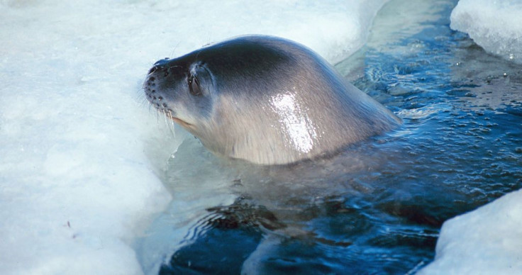 Pictured: Representative image of a Weddell Seal at a breathing hole.