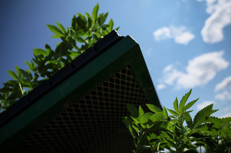 FILE PHOTO - Marijuana plants for the adult recreational market sit on the back of a tractor for planting at Hepworth Farms in Milton, New York, U.S., July 15, 2022.