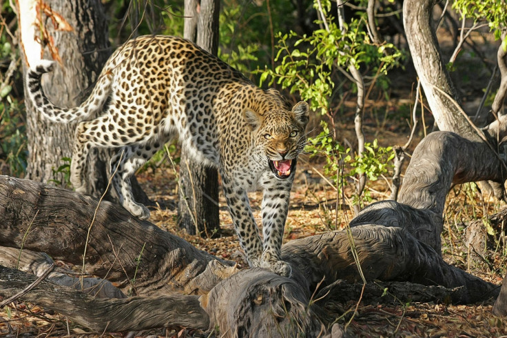 Representation. A leopard.