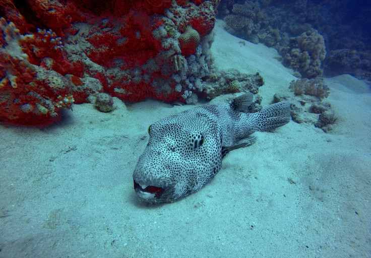 A woman spotted a strange-looking skeletal sea creature while walking along Rakaia Huts beach in Canterbury, New Zealand, recently. In the image, a starry pufferfish is seen on the seabed at the Abu Dabbab diving site off the coasts of Marsa Alam, Egyptia