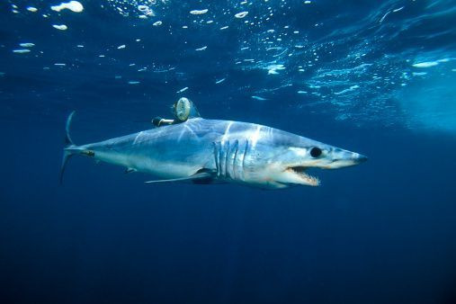An undated image of a shortfin mako shark spotted in the Pacific Ocean in California, US