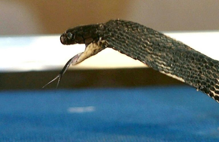 King cobras, originally from South and Southeast Asia, are the world's longest venomous snake