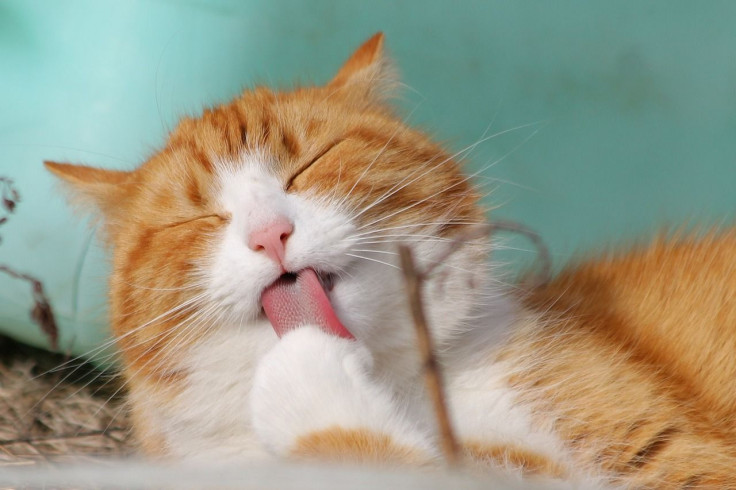 Representative image of a cat.