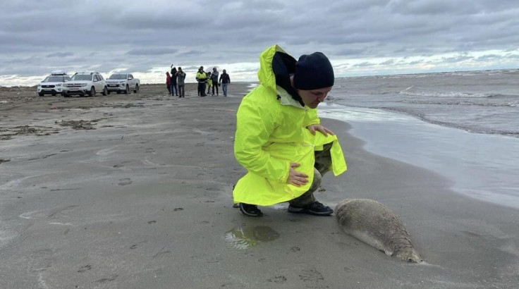 Dead seal on the coast of the Caspian Sea in Dagestan