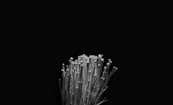 Representative image of mushrooms.