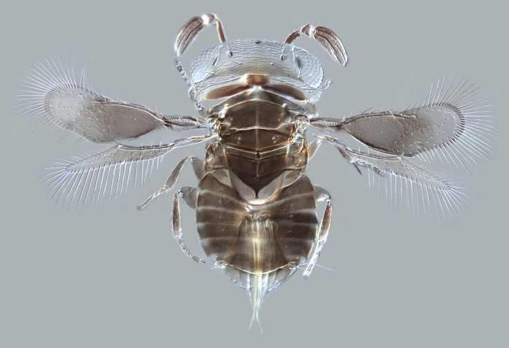 A paraitoid wasp, Wallaceaphytis kikiae, which helps out farmers around the world. "Its close relatives in the genus Aphytis successfully control populations of scale insects (sap-sucking agricultural pests), which attack oranges and other citrus fruits a