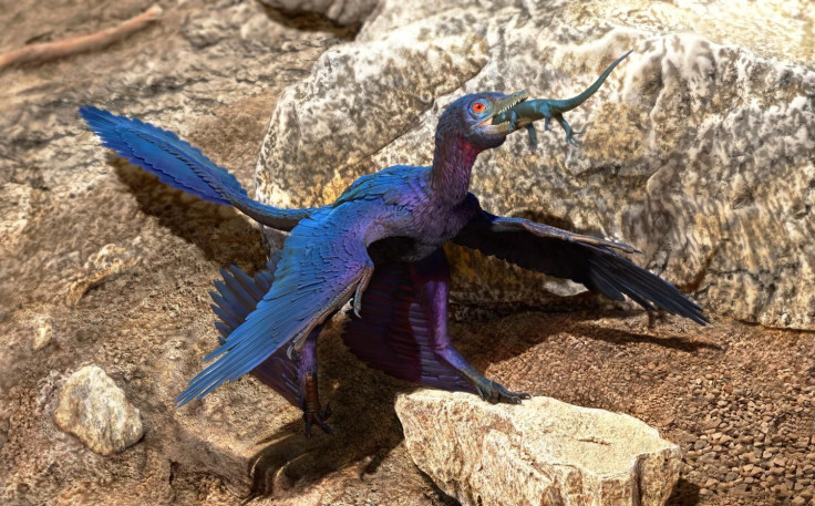 Researchers at the Chinese Academy of Sciences who were studying the dinosaur’s fossil found the nearly complete lizard on the creature’s stomach. It appears the dinosaur swallowed the lizard whole, head first.