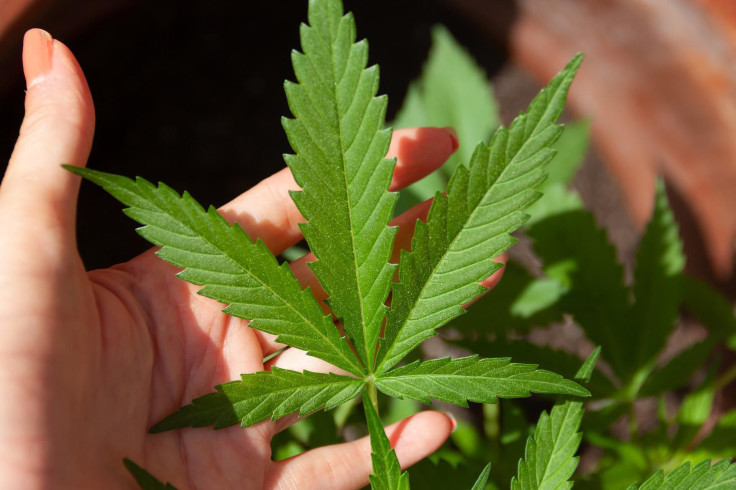 Representation. Marijuana.