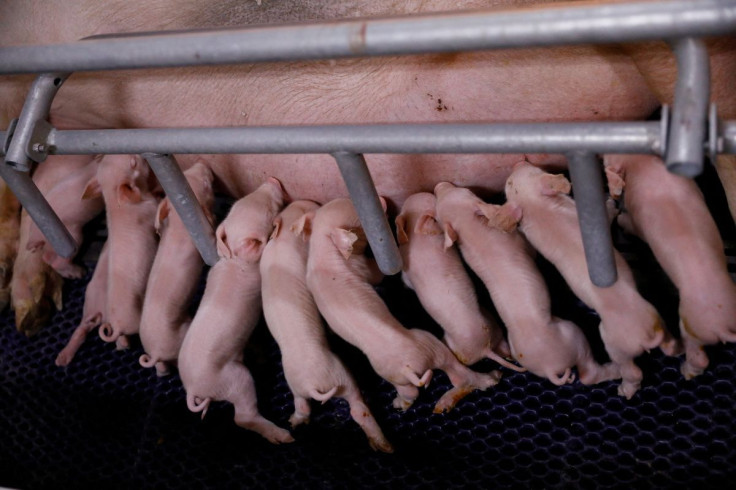 Newborn piglets drink milk from a sow at a breeding farm of Best Genetics Group (BGG), a Chinese pig breeding company in Chifeng, Inner Mongolia Autonomous Region, China February 27, 2022.