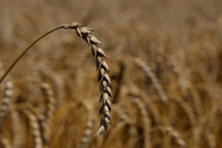 A ear of wheat is seen in a field in the village of Zhurivka, as Russia's attack on Ukraine continues, Ukraine July 23, 2022.