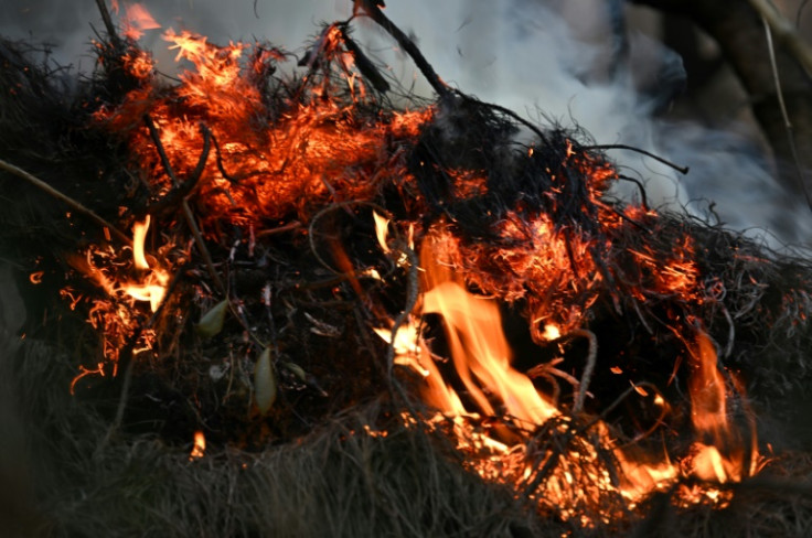 Eucalyptus, pine and gorse cover the Andean mountain range bordering the east of Bogota, where four wildfires have broken out in the past week