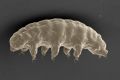 A scanning electron microscope image of the hydrated tardigrade, Ramazzottius varieornatus