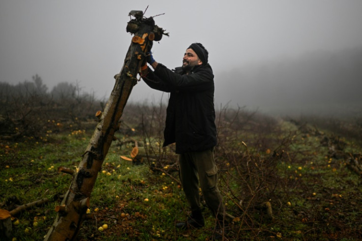 Indian farm worker Happy Singh uprooting an old apple orchard in Carrazeda de Ansiaes in northern Portugal