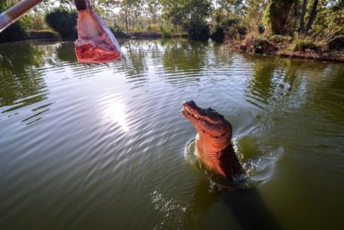 A crocodile leaps out of the water towards a piece of meat on a stick in a lagoon at Crocodylus Park