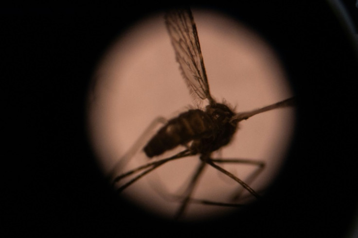 A mosquito is seen through a microscope in a laboratory in Burkina Faso's capital Ouagadougou in 2019