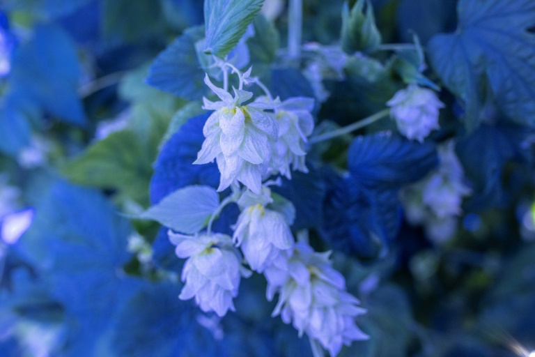 In Spain, Hi-tech Hops Keep Beer Bitter As Climate Bites