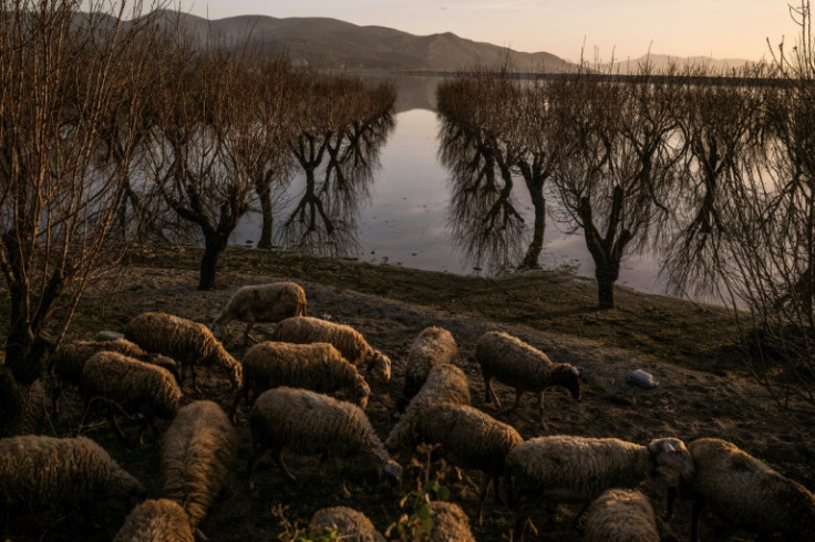 Sheep graze by Lake Karla, which has flooded orchards and farmland